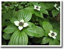 Trillium